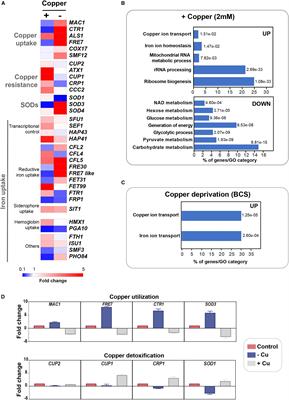 Transcriptome Analysis Uncovers a Link Between Copper Metabolism, and Both Fungal Fitness and Antifungal Sensitivity in the Opportunistic Yeast Candida albicans